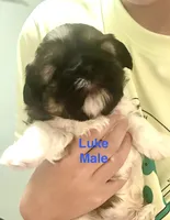 Luke, a male Shih Tzu and Yorkshire Terrier for sale in Arlington, KY – 5 of 10