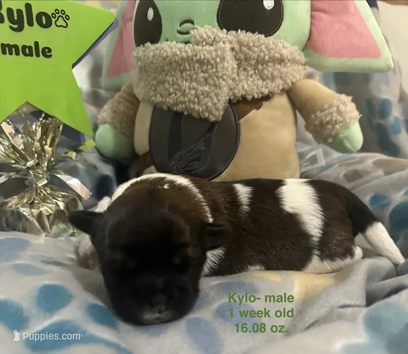 Kylo – Shih Tzu, Shorkie puppy for sale in Arlington, KY