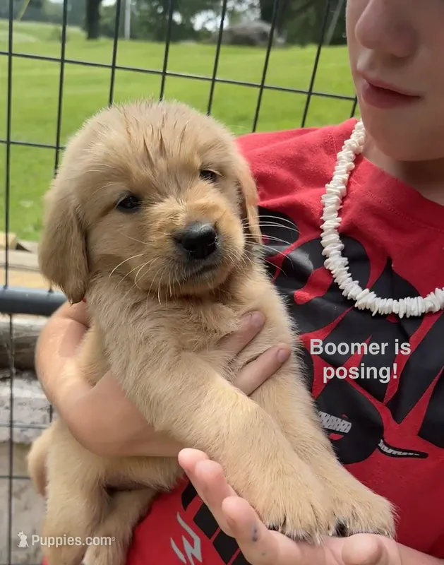 AKC Boomer – Golden Retriever puppy for sale in Arlington, KY