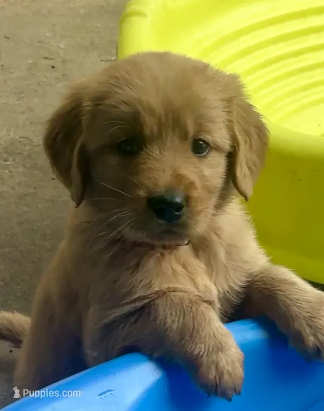 AKC Glory – Golden Retriever puppy for sale in Arlington, KY