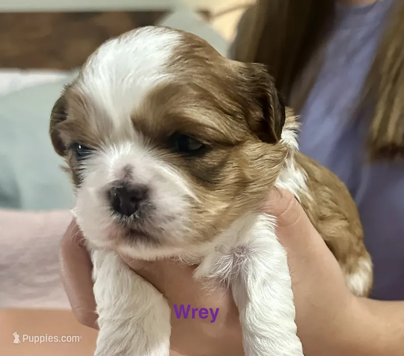 Wrey Lynn – Yorkshire Terrier, Shorkie puppy on hold in Arlington, KY