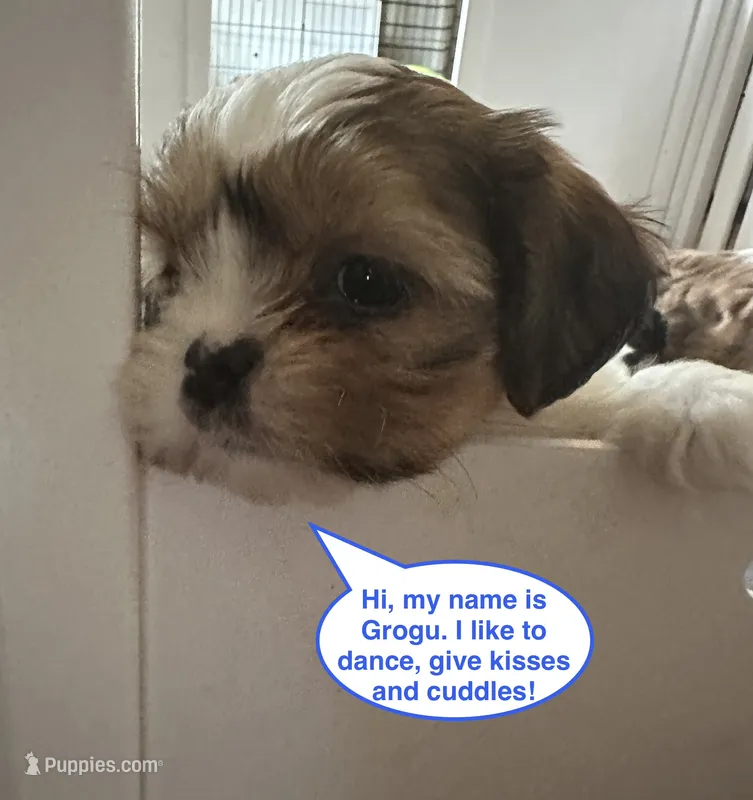 Grogu – Yorkshire Terrier, Shorkie puppy for sale in Arlington, KY
