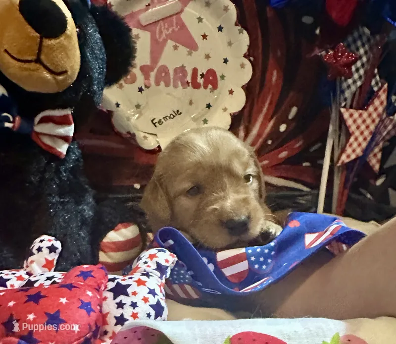 AKC Starla – Golden Retriever puppy for sale in Arlington, KY