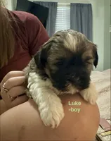 Luke, a male Shih Tzu and Yorkshire Terrier for sale in Arlington, KY – 2 of 10