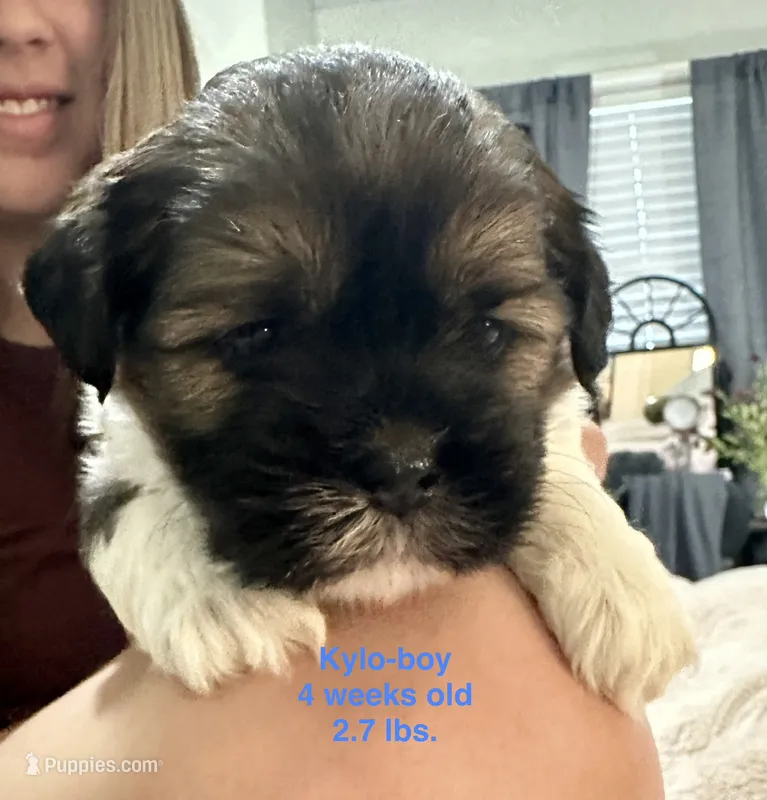 Kylo – Shih Tzu, Shorkie puppy for sale in Arlington, KY