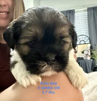 Kylo, a male Shih Tzu and Yorkshire Terrier for sale in Arlington, KY – 1 of 10
