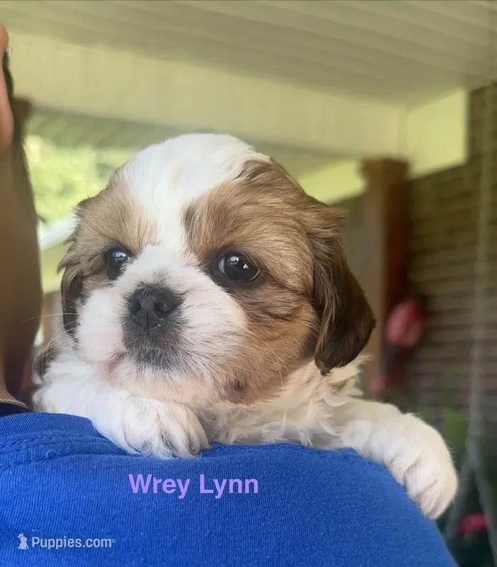 Wrey – Shih Tzu, Shorkie puppy on hold in Arlington, KY