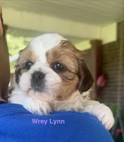 Wrey, a female Shih Tzu and Shorkie for sale in Arlington, KY – 1 of 10