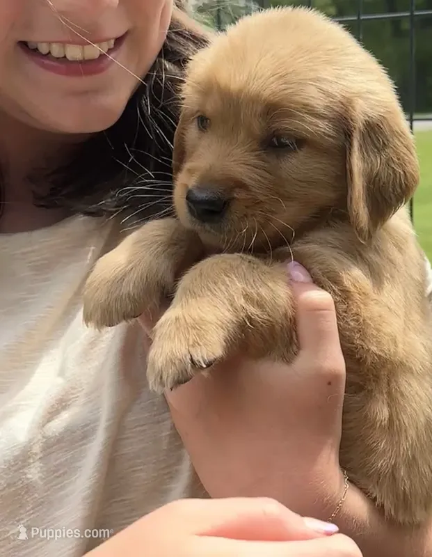 AKC Glory – Golden Retriever puppy for sale in Arlington, KY