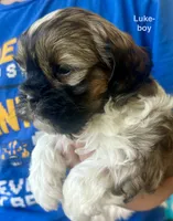 Luke, a male Shih Tzu and Shorkie for sale in Arlington, KY – 3 of 10