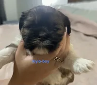 Kylo, a male Shih Tzu and Yorkshire Terrier for sale in Arlington, KY – 2 of 10