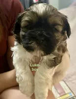 Luke, a male Shih Tzu and Yorkshire Terrier for sale in Arlington, KY – 3 of 10