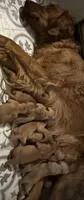 AKC Libby, a female Golden Retriever for sale in Arlington, KY – 2 of 5