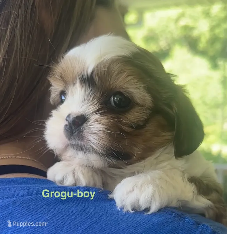 Grogu – Yorkshire Terrier, Shorkie puppy for sale in Arlington, KY