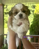 Wrey, a female Shih Tzu and Shorkie for sale in Arlington, KY – 10 of 10