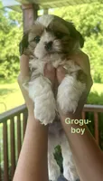 Grogu, a male Yorkshire Terrier and Shorkie for sale in Arlington, KY – 6 of 10