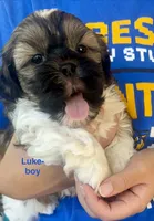 Luke, a male Yorkshire Terrier and Shorkie for sale in Arlington, KY – 10 of 10