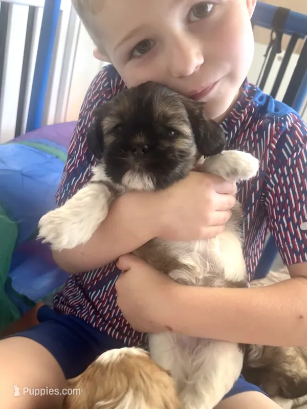 Kylo – Shih Tzu, Yorkshire Terrier puppy for sale in Arlington, KY