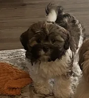 Luke-shorkie, a male Shih Tzu and Yorkshire Terrier for sale in Arlington, KY – 8 of 10