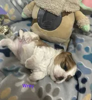Wrey Lynn, a female Yorkshire Terrier and Shorkie for sale in Arlington, KY – 6 of 6