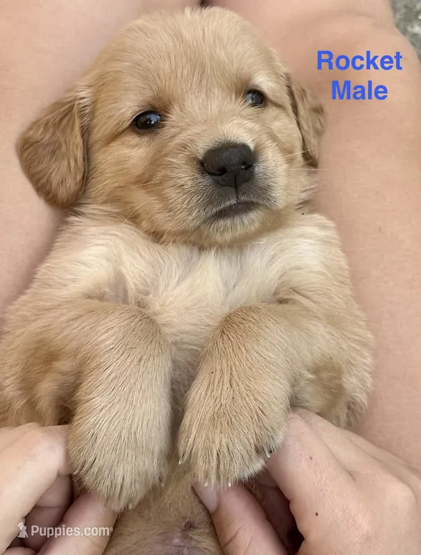 AKC Rocket – Golden Retriever puppy for sale in Arlington, KY