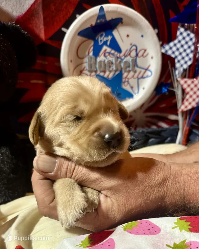 AKC Rocket – Golden Retriever puppy for sale in Arlington, KY