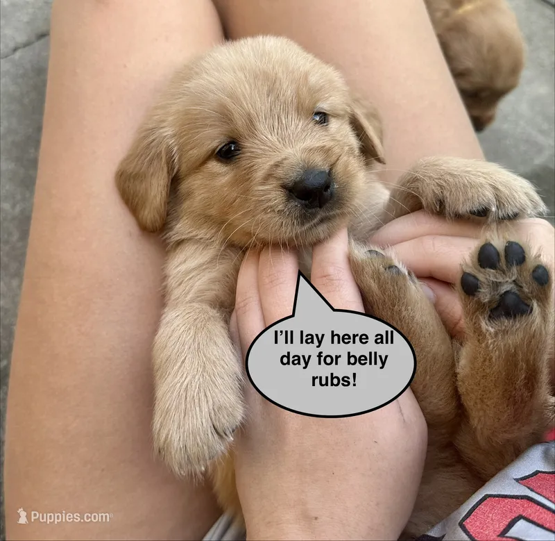 AKC Boomer – Golden Retriever puppy for sale in Arlington, KY