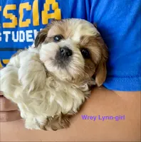 Wrey, a female Shih Tzu and Shorkie for sale in Arlington, KY – 4 of 10