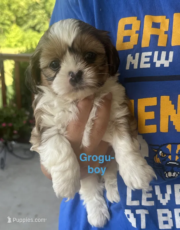 Grogu – Yorkshire Terrier, Shorkie puppy for sale in Arlington, KY