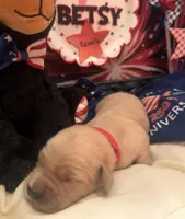 AKC Betsy, a female Golden Retriever for sale in Arlington, KY – 2 of 6