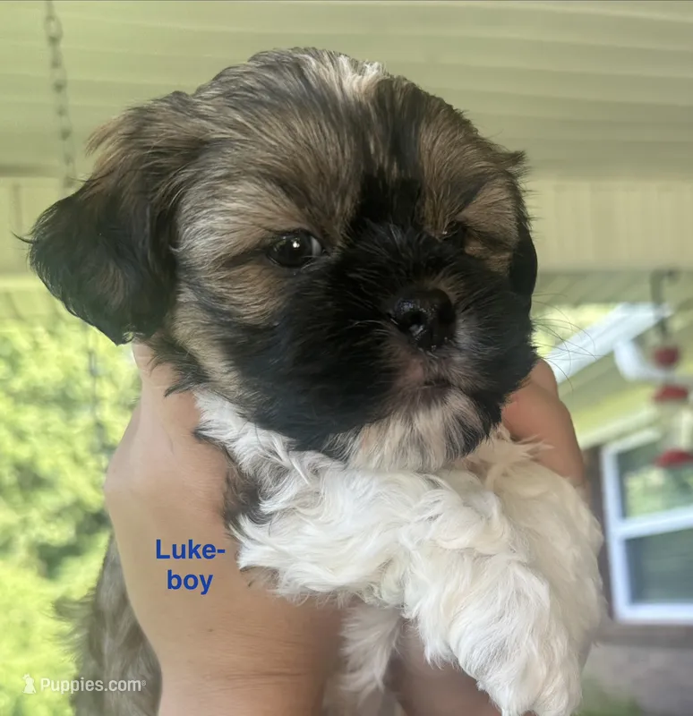 Luke – Shih Tzu, Shorkie puppy for sale in Arlington, KY