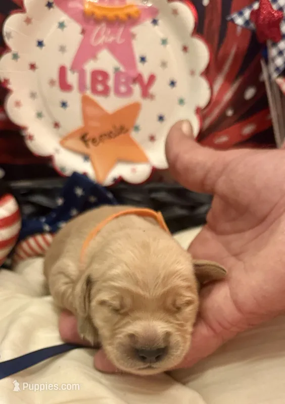 AKC Libby – Golden Retriever puppy on hold in Arlington, KY