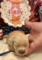 AKC Libby, a female Golden Retriever for sale in Arlington, KY – 1 of 5