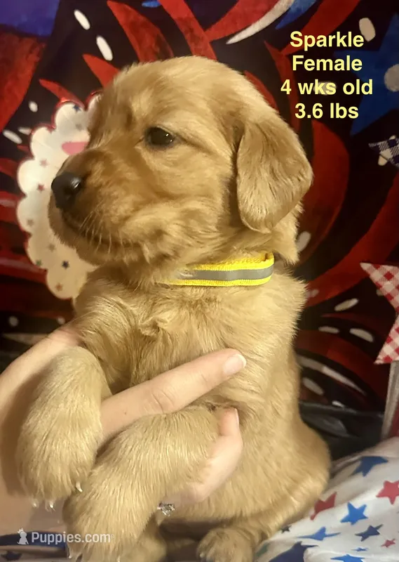 AKC Sparkle – Golden Retriever puppy for sale in Arlington, KY