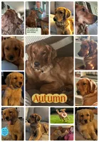 AKC Glory, a female Golden Retriever for sale in Arlington, KY – 5 of 6