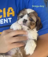 Grogu, a male Shih Tzu and Shorkie for sale in Arlington, KY – 9 of 10