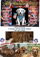 AKC Starla, a female Golden Retriever for sale in Arlington, KY – 6 of 6