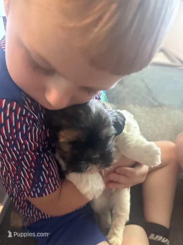Luke – Shih Tzu, Yorkshire Terrier puppy for sale in Arlington, KY