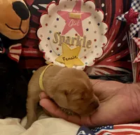AKC Starla, a female Golden Retriever for sale in Arlington, KY – 2 of 6