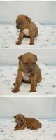 Faith, a female American Bully for sale in White Plains, NY – 8 of 10