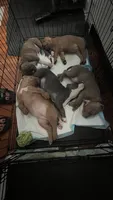 Faith, a female American Bully for sale in White Plains, NY – 6 of 10