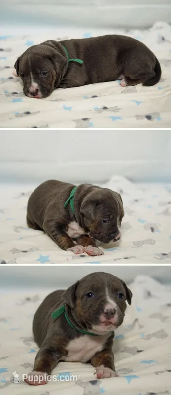 Faith – American Bully puppy for sale in White Plains, NY