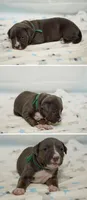 Faith, a female American Bully for sale in White Plains, NY – 1 of 10