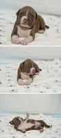 Faith, a female American Bully for sale in White Plains, NY – 5 of 10