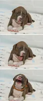 Faith, a female American Bully for sale in White Plains, NY – 4 of 10