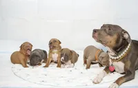 Faith, a female American Bully for sale in White Plains, NY – 2 of 10