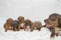 Faith, a female American Bully for sale in White Plains, NY – 9 of 10