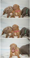 Faith, a female American Bully for sale in White Plains, NY – 10 of 10