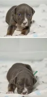 Faith, a female American Bully for sale in White Plains, NY – 7 of 10