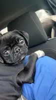 Little girl pink, a female Pug for sale in Ocala, FL – 2 of 5